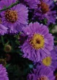 Aster 'Kickin Lilac Blue'